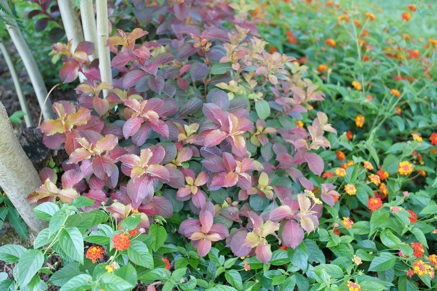 Proven Winners MIDNIGHT SUN® Weigela | Weigela florida 'Verweig9'