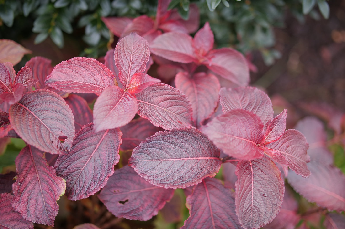 Proven Winners MIDNIGHT SUN® Weigela | Weigela florida 'Verweig9'