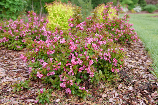 Proven Winners MIDNIGHT SUN® Weigela | Weigela florida 'Verweig9'