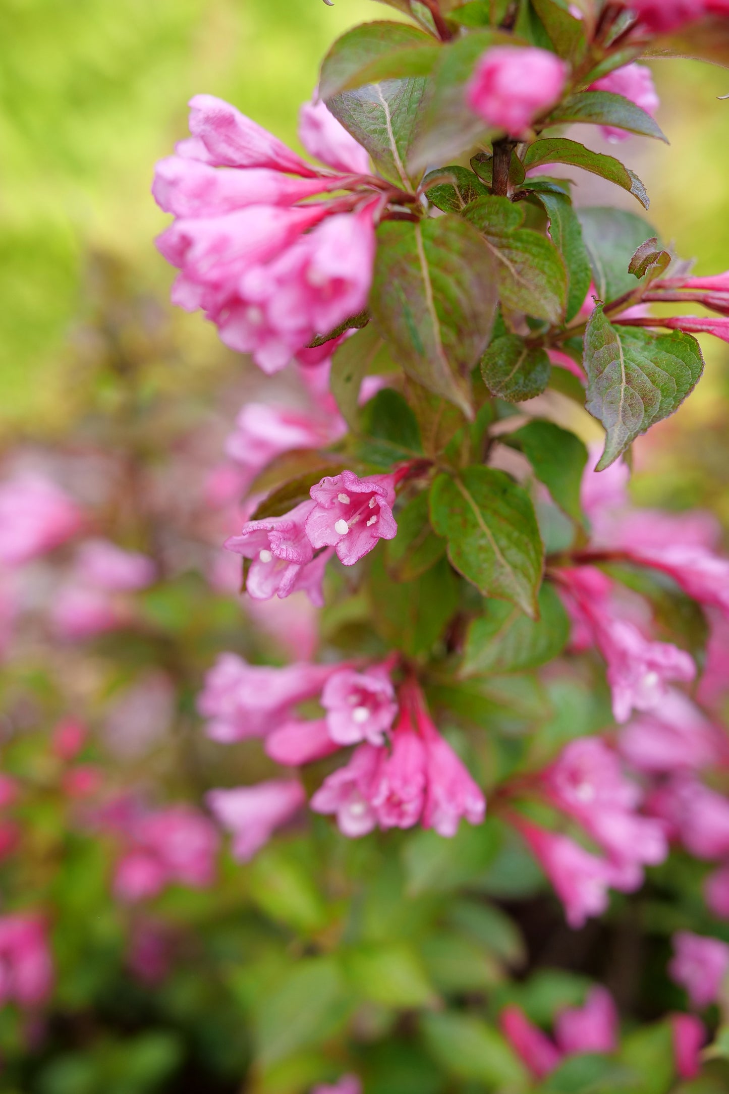 Proven Winners MIDNIGHT SUN® Weigela | Weigela florida 'Verweig9'