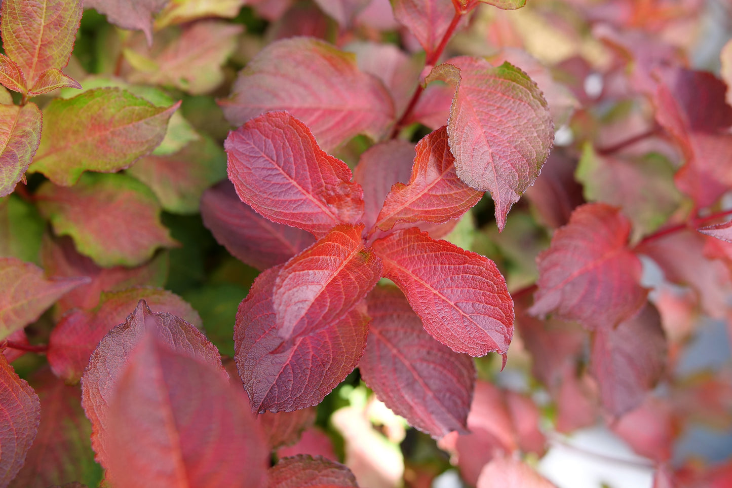 Proven Winners MIDNIGHT SUN® Weigela | Weigela florida 'Verweig9'