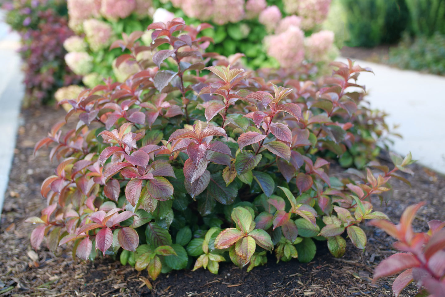 Proven Winners MIDNIGHT SUN® Weigela | Weigela florida 'Verweig9'