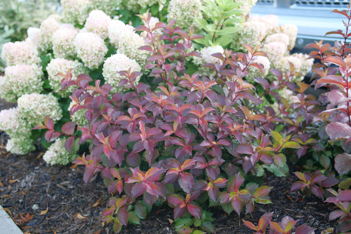 Proven Winners MIDNIGHT SUN® Weigela | Weigela florida 'Verweig9'