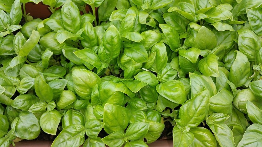 Basil, Large Leaf  - 3-pack | Ocimum basilicum