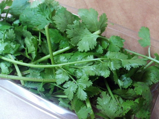 Cilantro - 3-pack | Coriandrum sativum