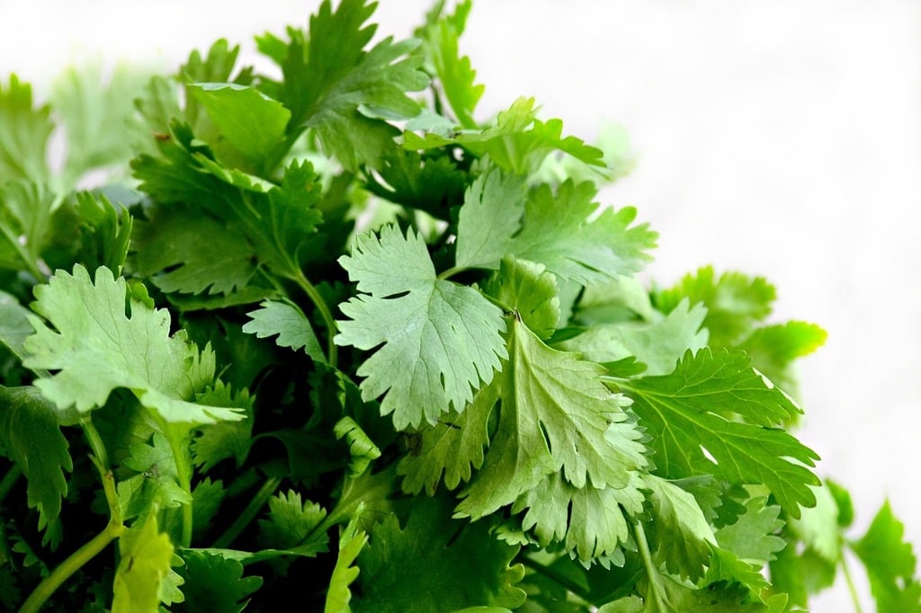 Cilantro - 3-pack | Coriandrum sativum