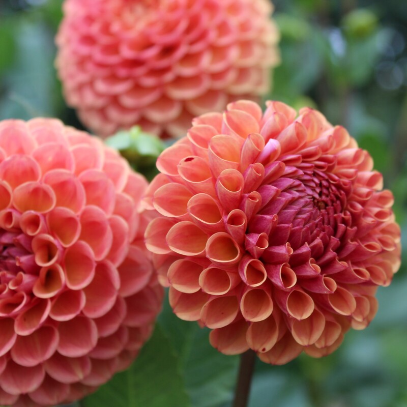 Dahlia, Ball 'Cornel Bronze' | Ball Dahlia