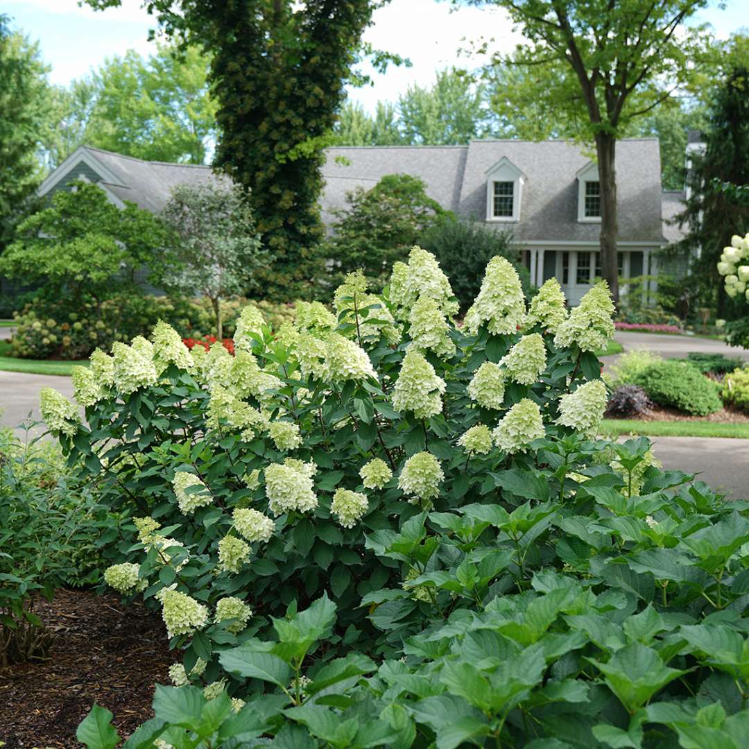 Proven Winners LIMELIGHT PRIME® Panicle Hydrangea | Hydrangea paniculata 'SMNHPPH'