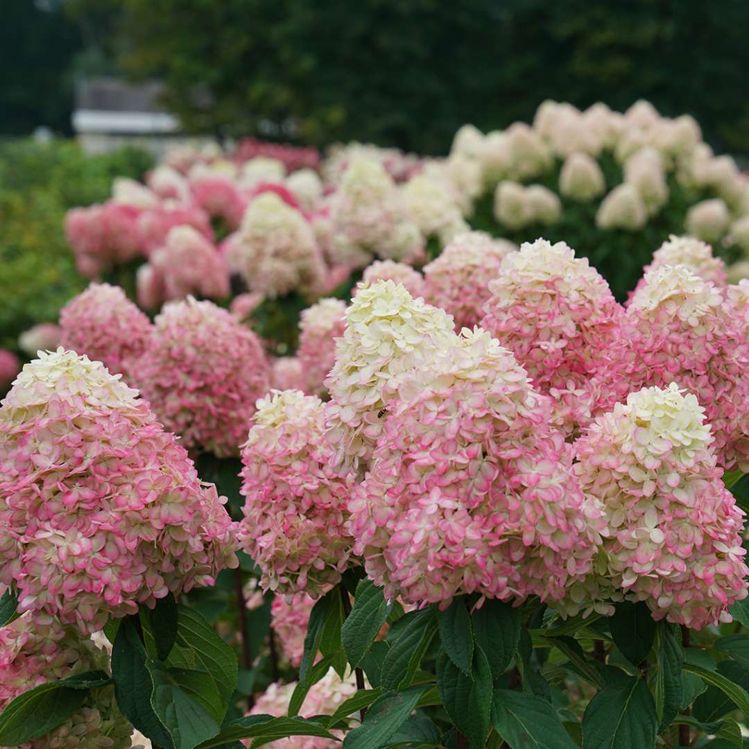 Proven Winners LIMELIGHT PRIME® Panicle Hydrangea | Hydrangea paniculata 'SMNHPPH'
