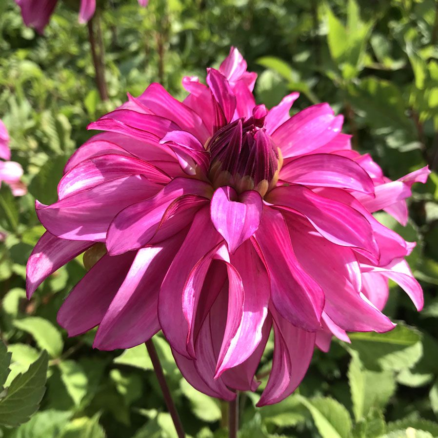 Dahlia, Decorative 'Drama Queen' | Decorative Dahlia