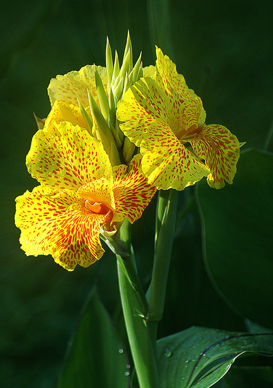 Canna, Dwarf 'Golden Lucifer' | Canna x generalis 'Golden Lucifer'