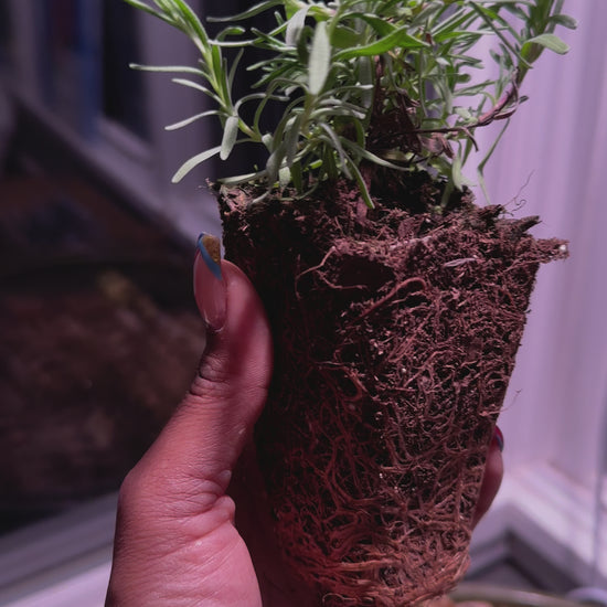 Munstead lavender live plant