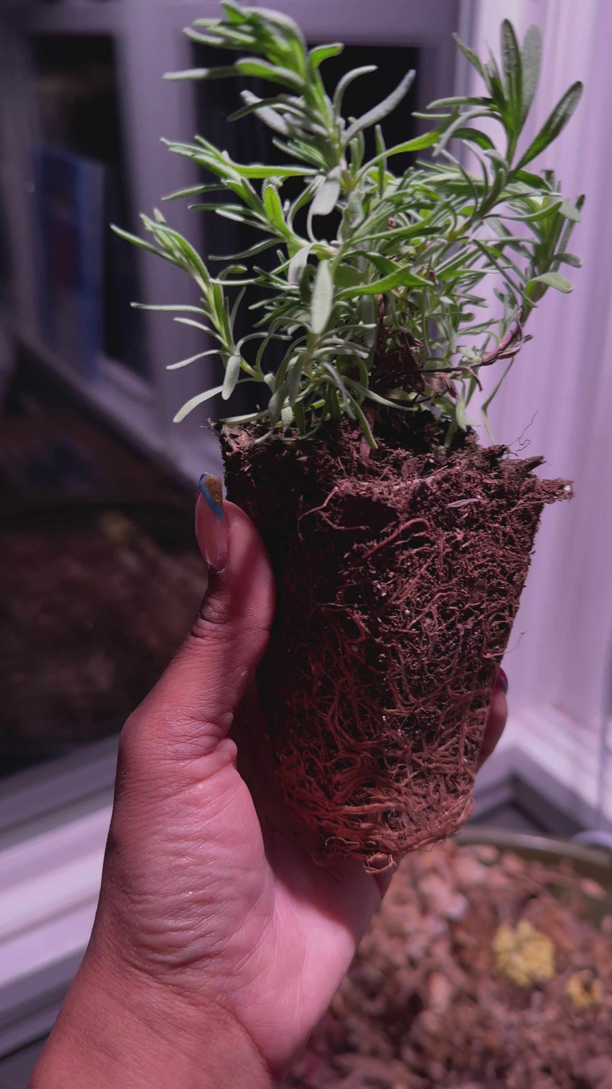 Munstead lavender live plant