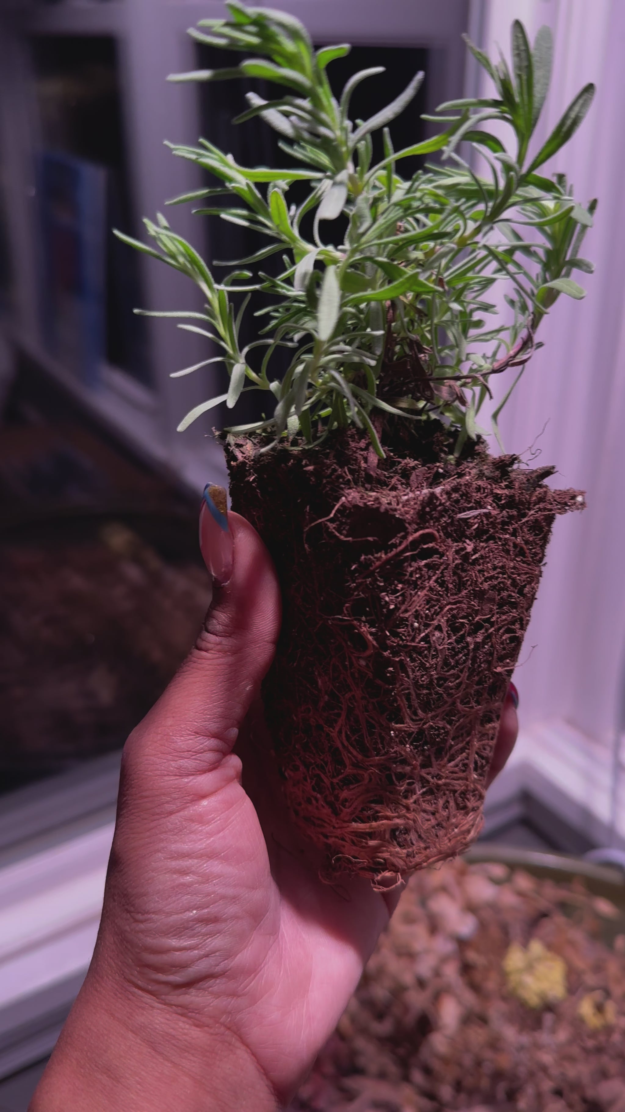 Munstead lavender live plant