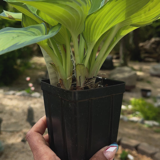 live hosta plant in a pot