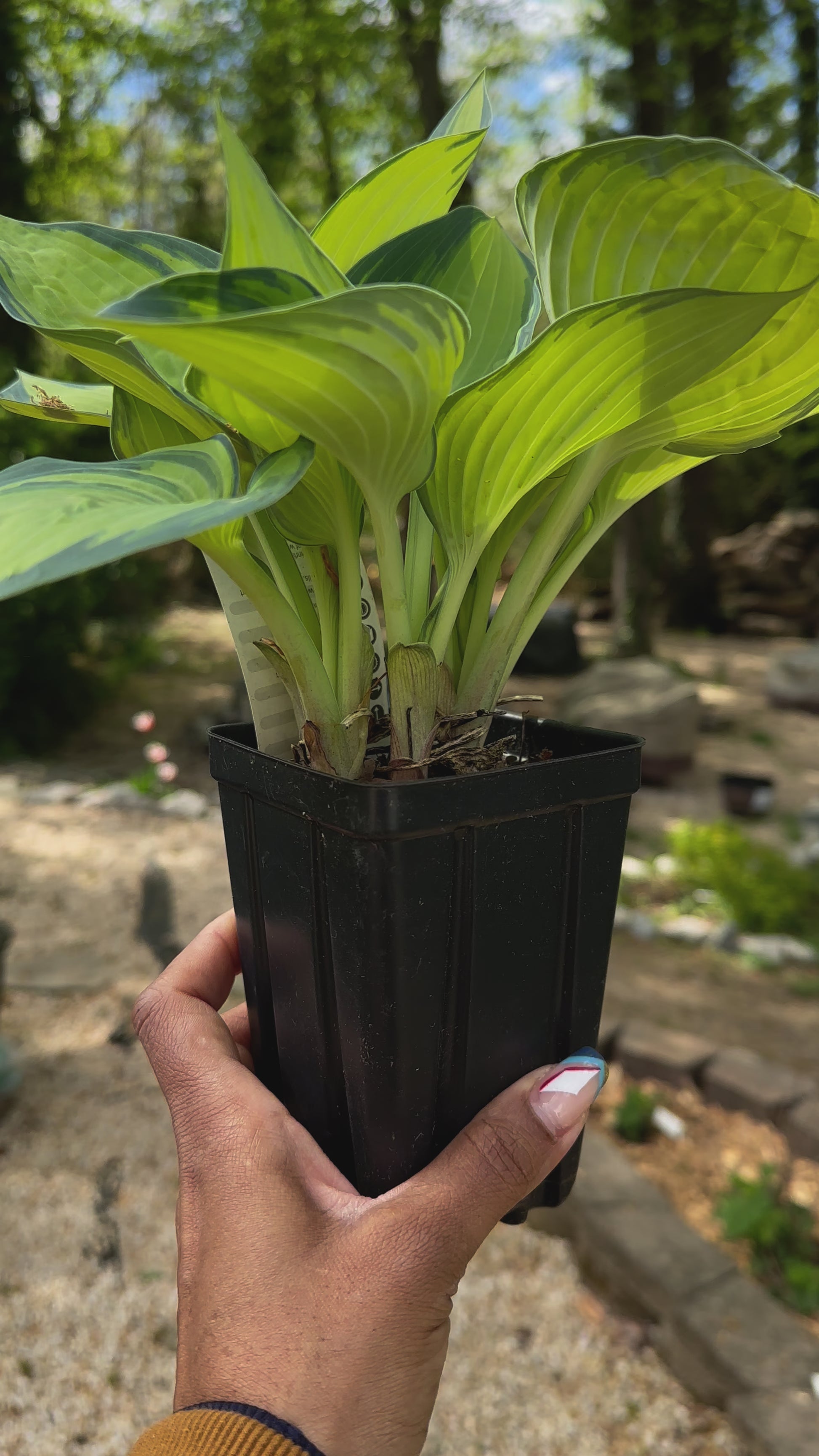 live hosta plant in a pot
