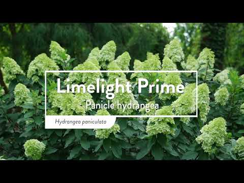Proven Winners LIMELIGHT PRIME® Panicle Hydrangea | Hydrangea paniculata 'SMNHPPH'
