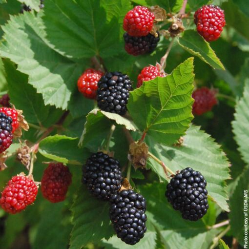 Triple Crown Thornless Blackberry | Rubus fruticosus 'Triple Crown'