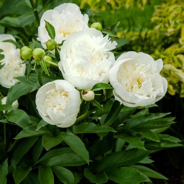 Credit: White Flower Farm