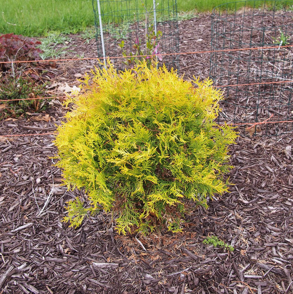 Golden Globe Arborvitae | Thuja occidentalis ‘Golden Globe’